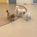 루루퍼피 이미지