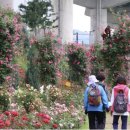 장미정원 이미지