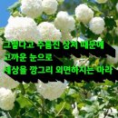 흔들리며 피어나는 인생 / 이연재 이미지