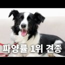 콜리 이미지