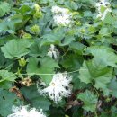 하늘타리 이미지