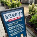 놀면묘하냥 고양이카페 이미지