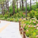 장미정원 - 아산시 송곡길 190-12 | 장미정원