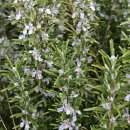 로즈마리숲 이미지