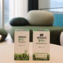 새싹보리