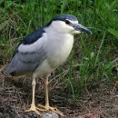 해오라기 이미지