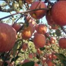 김화자농장 이미지