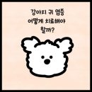 진안동물병원 네이버블로그