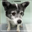 리라동물병원 이미지