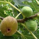 무화과나무 이미지