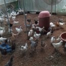 성계농장 이미지