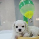 유로애견샵 이미지