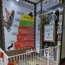 하울 애견 유치원 이미지