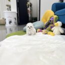 유앤미펫 강아지분양 고양이분양 일산점 이미지