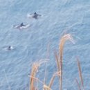 제주 올레길 12코스 이미지