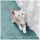 버디독 강아지분양 고양이분양 안심분양센터 인천점 이미지