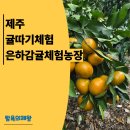 그날농장 | 제주 귤따기체험 :: 은하감귤체험농장 가족 나들이 후기 🍊