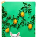 리즈애견미용 이미지