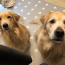 아루보리 이미지