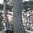 소나무숲식당 이미지