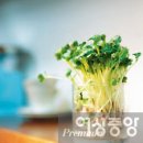 새싹 채소 무우 순 & 미나리초밥 이미지