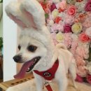 에떼르넬 슈슈 이미지