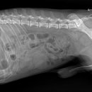 철원동물병원 이미지