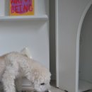 멍멍식탁 이미지