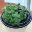 민트키우기 애플민트 잎 활용 가지치기 번식 물주기 진딧물 관리 이미지