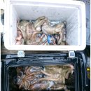 10월 22일 여수 문어 , 갑오징어 출조후기 이미지