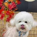 놀러오개 애견유치원 애견호텔 전주점 이미지