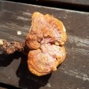 영지민박 이미지