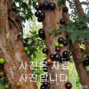 티바이오 | 자보티바의 모든 것: 가격, 효능, 후기 총정리