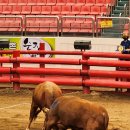 청도소싸움경기장 이미지