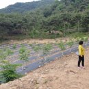 솔티농원 이미지