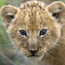 Meet my Panthera Leo 이미지