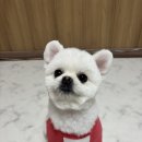 코코 살롱 | 당진 코코살롱 강아지 미용 후기-보송보송하게 변신 성공!