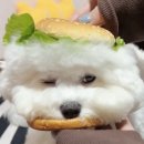 난닝구 브라질 🇧🇷 이미지