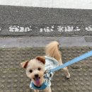 솔펫 애견미용놀이터 이미지