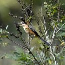 파주의 때까치(Bull-headed shrike) 이미지