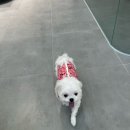 여수백병원 | 여수안경 전용주차장 완비,반려동물동반 가능한 친절한 여수이안경 방문기