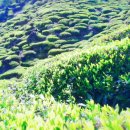 하동야생차박물관 이미지