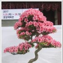 분재전시회 이미지