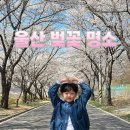 구량천 | 울산 벚꽃 명소 차리마을 개화 상황