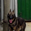 셰퍼트 분양 이미지