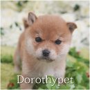 이누아이 이미지