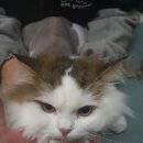 야옹아놀자 이미지