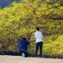 이천산수유마을 이미지