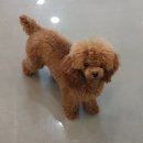 마이리틀펫 이미지