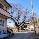 느티나무 이미지